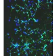 Mouse Neurons-cortical (MN-c) - Immunostaining for MAP2, 200x.
