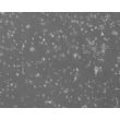 Mouse Neurons-forebrain (MN-fb)-Phase Contrast, 100X