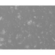 Mouse Neurons-midbrain (MN-mb)-Relief Contrast, 200X