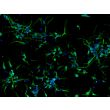 Mouse Neurons-midbrain (MN-mb)-Immunostaining for β-tubulin III, 200X