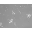 Mouse Neurons-striatal (MN-s)  - Relief Contrast, 200x