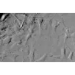 Mouse Perineurial Fibroblasts (MPNF) - Relief contrast, 400x.
