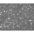 Mouse Pituitary Cells (MPC)-Phase Contrast, 100X