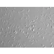 Mouse Pulmonary Alveolar Macrophages (MPAMa) - Relief contrast, 200x
