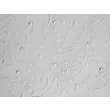 Mouse Pulmonary Fibroblasts from CD-1 (MPF) -  relief contrast, 200x