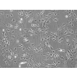Mouse Renal Mesangial Cells (MRMC) - Phase contrast, 100x.
