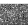 Mouse Schwann Cells (MSC) - Phase contrast, 200x.
