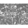 Mouse Schwann Cells (MSC) - Phase contrast, 200x.

