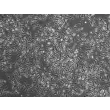 Mouse Splenic Macrophages (MSMa) – Phase Contrast, 200x
