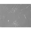 Porcine Retinal Astrocytes (PA-r) - Relief Contrast, 200x.
