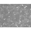 Rabbit Cardiac Fibroblasts (RabCF) – Phase Contrast, 100X.