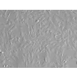 Rabbit Dermal Fibroblasts (RabDF) – Relief Contrast, 200X.
