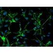 Rabbit Renal Mesangial Cells (RabRMC) – Immunostaining for FN, 200x.
