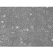 Rabbit Renal Mesangial Cells (RabRMC) – Phase Contrast, 100X.
