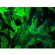 Rabbit Renal Mesangial Cells (RabRMC) – Immunostaining for α-sma, 200X.
