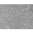 Rat Astrocytes-adult – Phase Contrast, 100x
