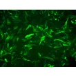 Rat Astrocytes-cerebellar (RA-c) - Immunostaining for GFAP, 200x.
