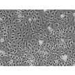 Rat Astrocytes-cerebellar (RA-c) - Phase contrast, 200x.
