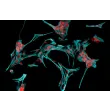 Rat Astrocytes-cerebellar (RA-h) - Immunostaining for GFAP, 200x.
