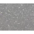 Rat Astrocytes-Midbrain (RA-mb)- Phase Contrast, 100x