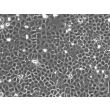 Rat Epidermal Keratinocytes (REK) – Phase Contrast, 200x
