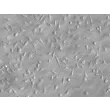 Rat Hepatic Macrophage (RHMa) - Relief contrast, 200x.
