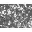 Rat Hepatic Macrophage (RHMa) - Phase contrast, 200x.
