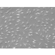 Rat Keratocytes (RK) - Relief contrast, 200x.
