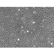 Rat Keratocytes (RK) - Phase contrast, 100x.
