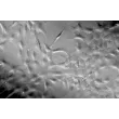 Rat Lens Epithelial Cells (RLEpiC) - Relief contrast, 200x.
