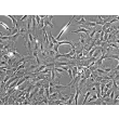 Rat Lens Epithelial Cells (RLEpiC) - Phase contrast, 200x.
