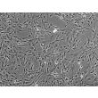 Rat Meningeal Cells (RMC) - Phase contrast, 100x.
