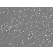 Rat Microglia (RM) - Phase contrast, 200x.
