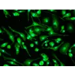 Rat Microglia (RM) - Immunostaining for F4-80, 400x.
