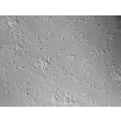 Rat Neurons-dorsal spinal cord (RN-dsc) - Relief contrast, 100x.
