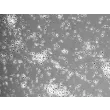 Rat Neurons-dorsal spinal cord (RN-dsc) - Phase contrast, 100x.
