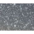 Rat Neurons-forebrain (RN-fb)-Phase Contrast, 100X