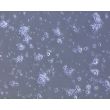 Rat Neurons-hindbrain (RN-hb)-Phase Contrast, 100X
