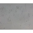 Rat Neurons-midbrain (RN-mb) - Relief Contrast, 200x