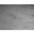 Rat Neurons-spinal cord (RN-sc) - Relief contrast, 100x.

