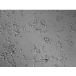 Rat Neurons-substantia nigra (RN-sn) - Relief contrast, 200x.
