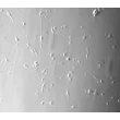 Rat Neurons-ventral spinal cord (RN-vsc) - Relief contrast, 100x.
