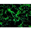Rat Neurons-ventral spinal cord (RN-vsc) - Immunostaining for β-Tubulin III, 100x.

