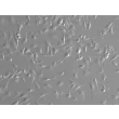 Rat Pulmonary Alveolar Macrophages (RPAMa) - Relief contrast, 200x
