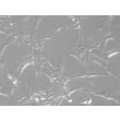 Rat Retinal Astrocytes (RA-r) – Relief Contrast, 200x.
