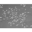 Rat Splenic Macrophages (RSMa)-Relief Contrast, 200x.
