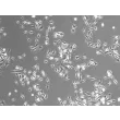 Rat Splenic Macrophages (RSMa)-Phase Contrast, 100x.
