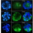 Immunostaining of the hepatic stellate cell-sinusoidal endothelial cell co-culture spheroids with the stellate cell markers (Vimentin and Smooth Muscle Actin) and the endothelial cell marker Von Willebrand Factor . 
