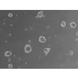 Ready-to-use 3D human BBB spheroids at 24 hours after thawing
