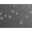 B. Ready-to-use 3D human BBB spheroids at 48 hours after thawing

